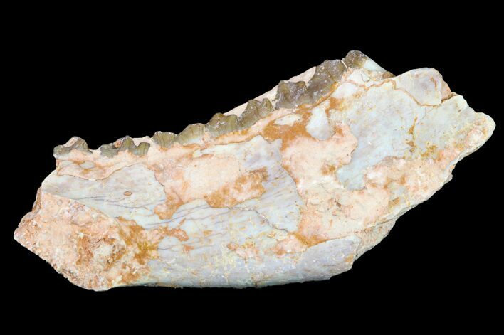 Oreodont (Merycoidodon) Jaw Section - South Dakota #157397